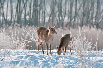 釧路の草原、雪が積もる樹氷の中のエゾシカ