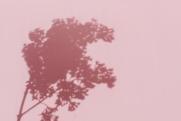 A shadow from branches of lilacs on pink background. Natural background with empty space. Flay lay
