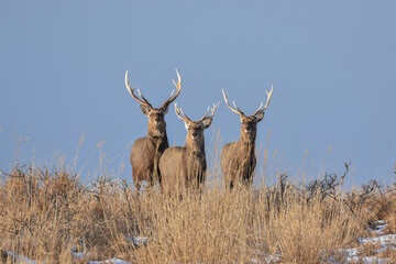 野付半島のエゾシカ、力強い覇気
