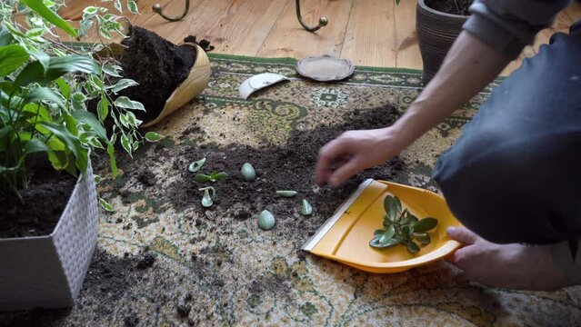 cleaning broken flower pots in the room,broken flower pots lie on the carpet, the man cleans the soil and flowers from the floor