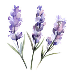 water color lavender isolated in white background