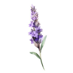 water color lavender isolated in white background