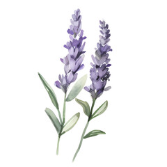 Obraz premium water color lavender isolated in white background