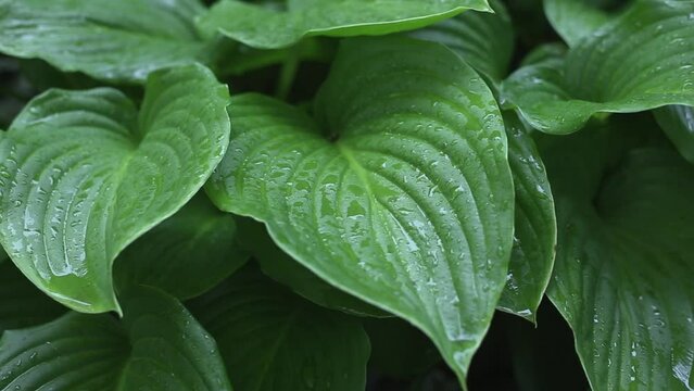 Big foliage in tropical forest after rain close up. Rainy season, water drop on green palm leaf. Dewy fresh green leaves. Natural dew drops on huge leaves. Nature background in HD 25 FPS video footage
