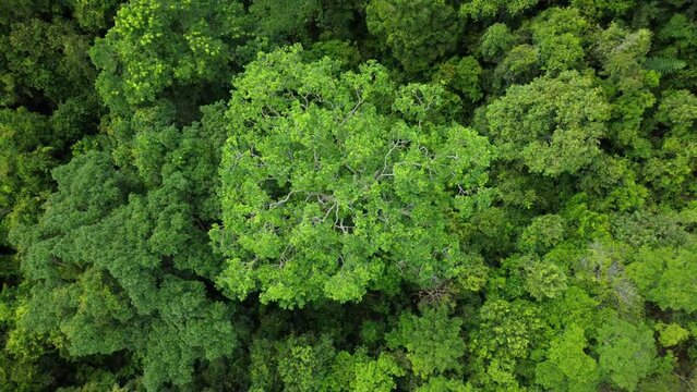 Aerial video view of tropical forest in Aceh province, Indonesia.