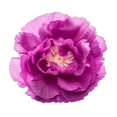 violet carnation flower isolated on transparent background cutout