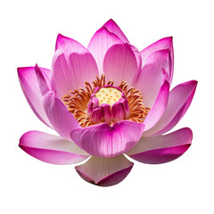 pink lotus flower isolated on transparent background cutout