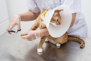 Cat's getting a nail trim