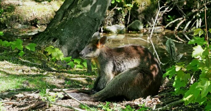 The agile wallaby, Macropus agilis also known as the sandy wallaby is a species of wallaby found in northern Australia and New Guinea.