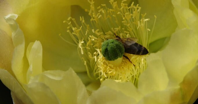 A bee foraging a (Opuntia ficus-indica) flower