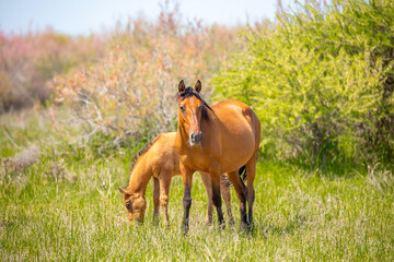 A herd of horses graze in the meadow in summer, eat grass, walk and frolic. Pregnant horses and foals, livestock breeding concept.