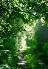 Fototapeta premium abstract blurred natural green background, forest scenery with sun rays falling through leaves trees. harmony, idyllic landscape, aesthetic mood. Magical, Fairytale woodland. wildlife, travel concept