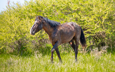 A herd of horses graze in the meadow in summer, eat grass, walk and frolic. Pregnant horses and foals, livestock breeding concept.