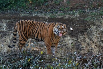 威嚇するスマトラトラ