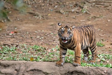 カメラ目線のスマトラトラの子供