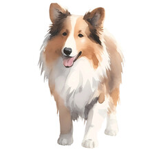 Fototapeta premium watercolor collie dogs png , transparent, no background