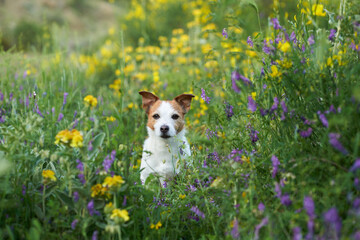 dog in wildflowers. Summer mood. Funny and Cheerful jack russell terrier in flowers