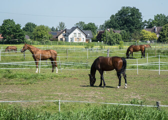 konie sportowe na wolnym wybiegu w słoneczny dzień