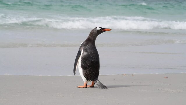 lonely Gentoo Penguin on the beach in Falkland Island 
