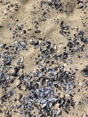 shellfish washed up on the beach. Washed up mussel shells on sandy beach.