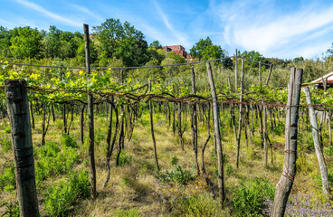 Fototapeta na wymiar Wineyard in Levanto Cinque Terre, Italy