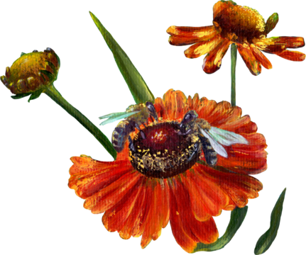 Floral arrangement of Helenium on a transparent background. Wallpaper. Use printed products, decoupage cards, posters, postcards, packaging.
