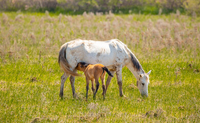 Naklejka na ściany i meble A herd of horses graze in the meadow in summer, eat grass, walk and frolic. Pregnant horses and foals, livestock breeding concept.