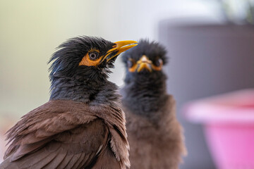 Isolated close up portrait of a couple of mature common/ Indian myna birds in domestic surroundings- Rehovot Israel