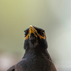 Isolated close up portrait of a single mature common/ Indian myna bird in domestic surroundings- Rehovot Israel