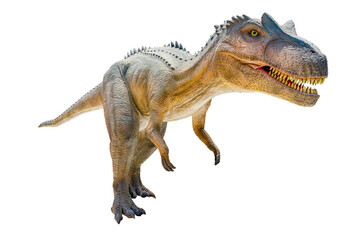 Tyrannosaurus T-rex, dinosaur on white background with Clipping path. 