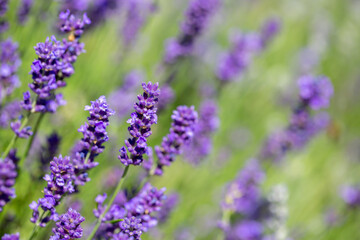 Spring lavender flowers under sunlight. Lilac flowers close up. Beautiful landscape of nature with a panoramic view. Hi spring. long banner