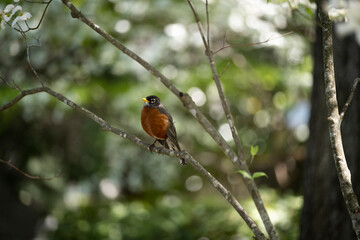 An American Robin sitting in the Branches of a Dogwood Tree in Spring