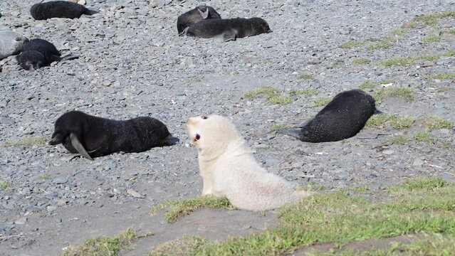 Antarctic fur seal pup close up on the beach