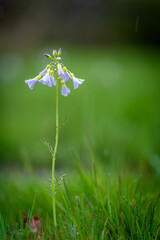 Fleurs violette isolée au milieu du vert