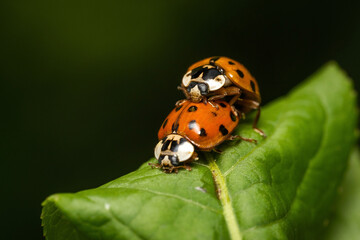 Deux coccinelles en pleine reproduction sur une feuille