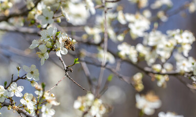 Bee on a flower of the white cherry blossoms. White flowers bloom in the trees. Spring landscape with blooming sakura tree. Beautiful blooming garden on a sunny day. Copy space for text.