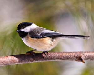 Chickadee Photo and Image. Close-up profile side view perched on a tree branch with blur coniferous background in its envrionment and habitat surrounding.