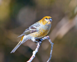 Pine Grosbeak Photo and Image. Grosbeak female perched on a branch with a blur forest background in its environment and habitat and displaying rust colour feather plumage. Grosbeak Portrait.