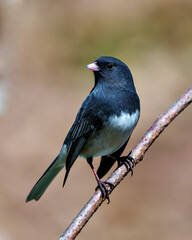 Junco Dark-eyed Photo and Image. Close-up profile view perched with a soft brown background in its environment and habitat surrounding, and displaying grey and white colour.