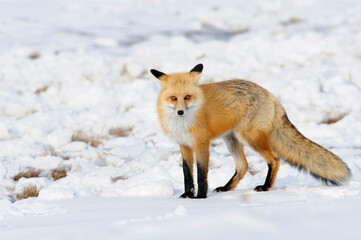 Red fox (Vulpes vulpes) in winter