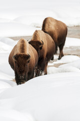 American bison (Bison bison) in winter © Daniel Jara