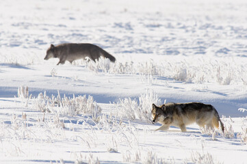 Wolf (Canis lupus) in winter