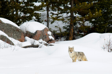 Coyote (Canis latrans) in winter