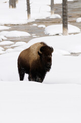 American bison (Bison bison) in winter