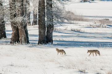 Coyote (Canis latrans) in winter