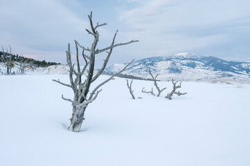 Fototapeta na wymiar Yellowstone National Park in winter