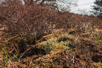Dry grass, moss and shrubs in The Loonse and Drunense Duinen National Park