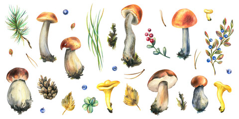 A set of forest mushrooms, boletus, chanterelles and blueberries, lingonberries, twigs, cones, leaves. Watercolor illustration, hand drawn. Isolated objects on a white background.