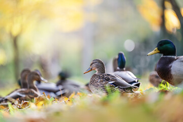 Amazing mallard ducks in nature, autumn time.