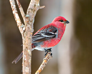 Pine Grosbeak Photo and Image.  Grosbeak male close-up side view perched on a branch with blur forest background in its environment and habitat surrounding and displaying red colour feather plumage.